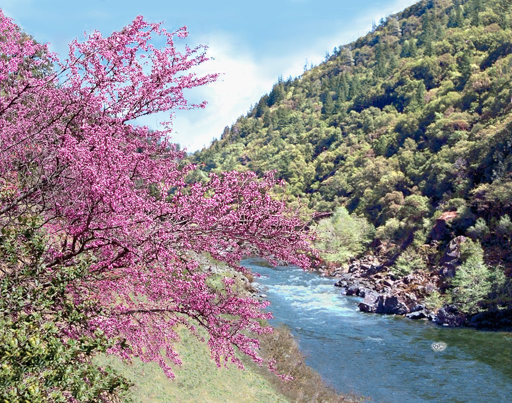 Trinity-River-redbuds-1024×805 Trinity-River-redbuds-1024x805